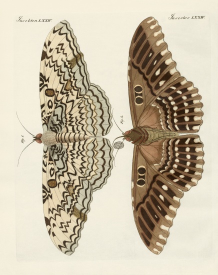 Foreign butterflies van German School, (19th century)