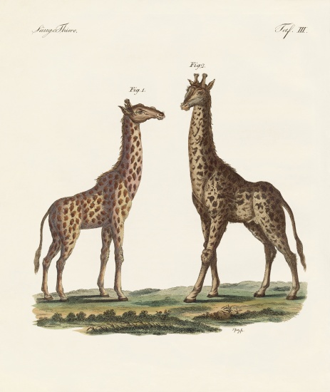 Four-footed Animals van German School, (19th century)