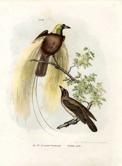 Greater Bird of Paradise van German School, (19th century)