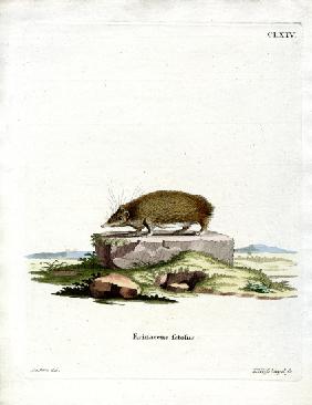 Greater Hedgehog Tenrec