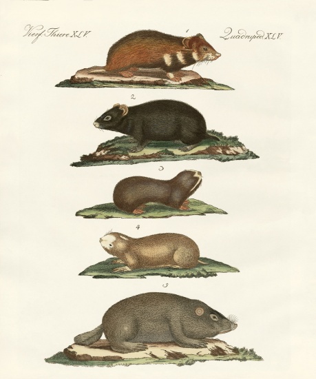 Hamsters and field voles van German School, (19th century)