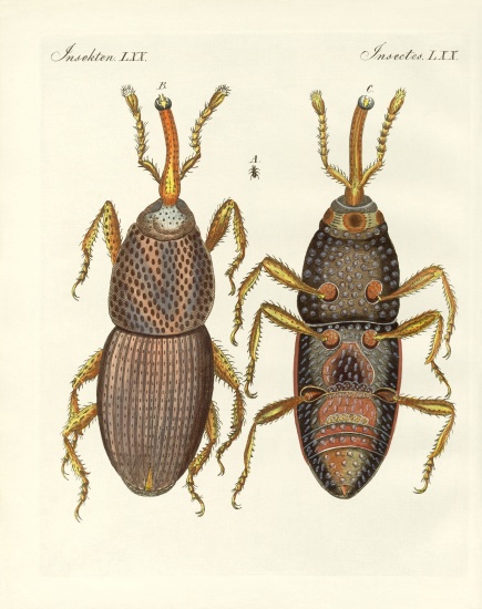 Harmful insects van German School, (19th century)