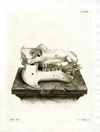 Hippo Skull van German School, (19th century)