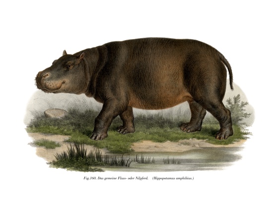 Hippopotamus van German School, (19th century)