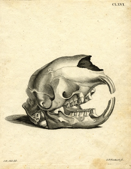 Hyrax Skull van German School, (19th century)