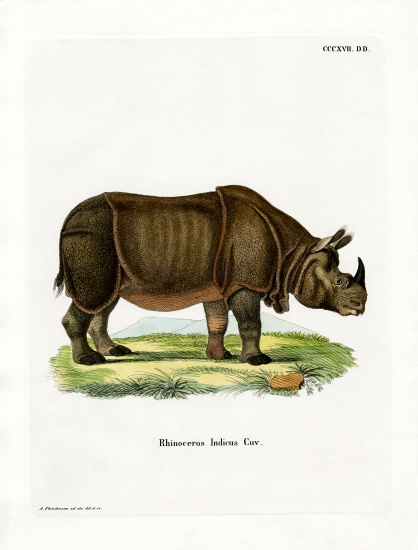 Indian Rhinoceros van German School, (19th century)