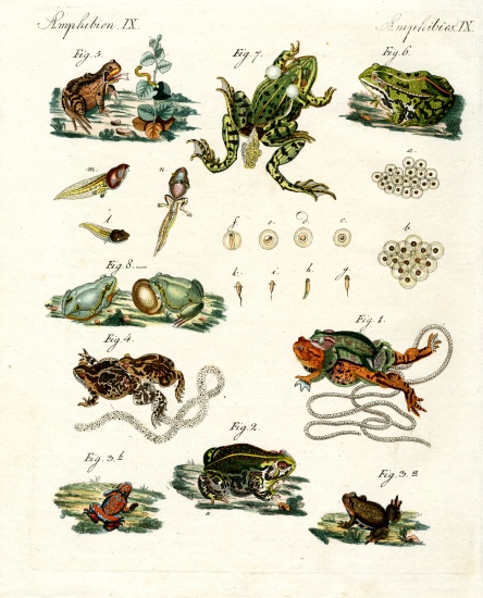 Indigenous frogs and toads van German School, (19th century)