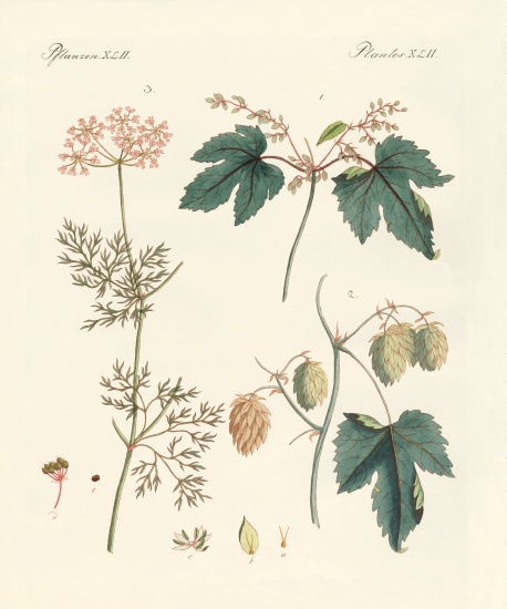 Indigenous spice plants van German School, (19th century)