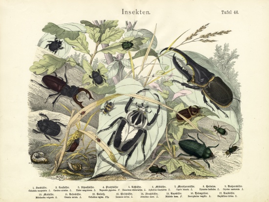 Insects, c.1860 van German School, (19th century)
