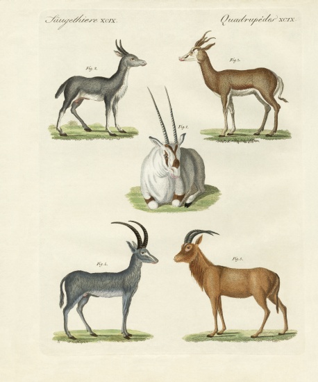 Kinds of antilopes van German School, (19th century)