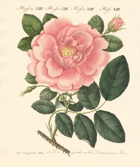 Kinds of roses van German School, (19th century)
