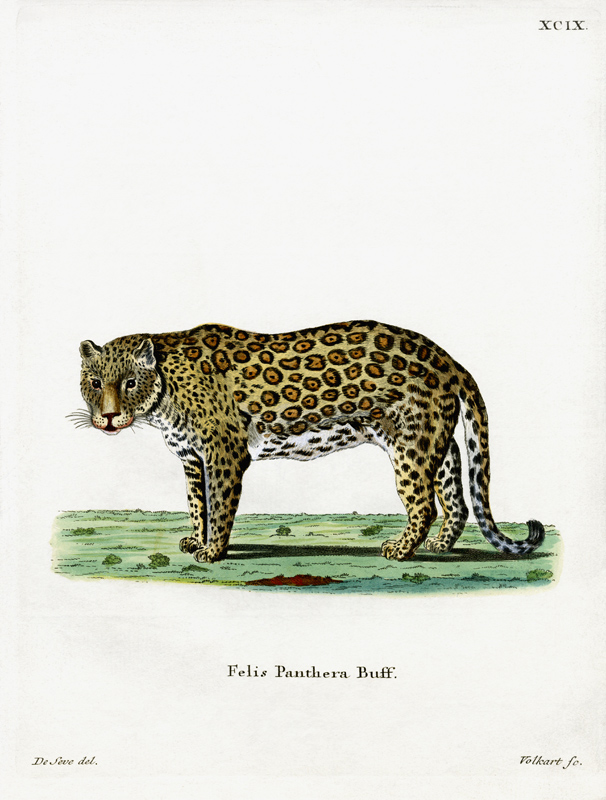 leopard van German School, (19th century)