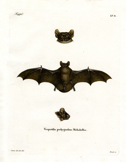 Lesser Noctule Bat van German School, (19th century)