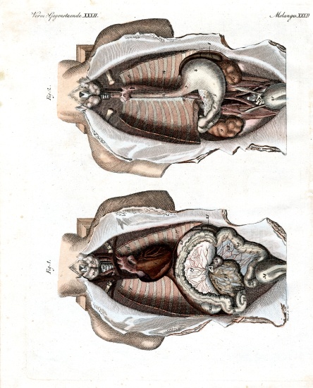 Location of intestines in the human body van German School, (19th century)
