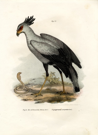Long-legged Raptorial Bird van German School, (19th century)