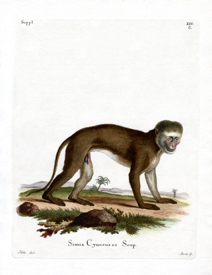Malbrouck Monkey van German School, (19th century)