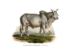Malian Zebu Cow