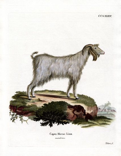Mamber Goat van German School, (19th century)