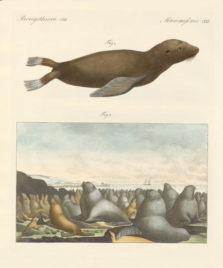 Mammals van German School, (19th century)
