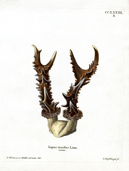 Maountain Hare Antlers van German School, (19th century)