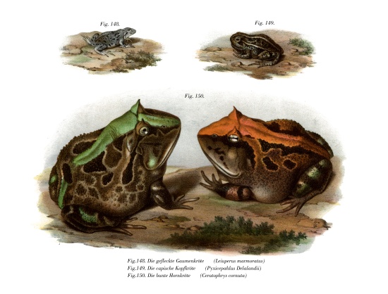 Marbled Four-eyed Frog van German School, (19th century)