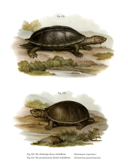 Mexican Giant Musk Turtle van German School, (19th century)