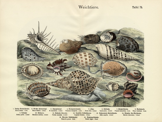 Molluscs, c.1860 van German School, (19th century)