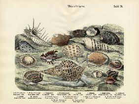 Molluscs, c.1860