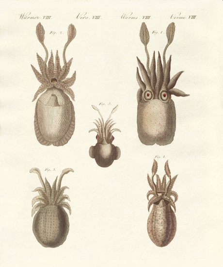 Molluscs or soft worms van German School, (19th century)