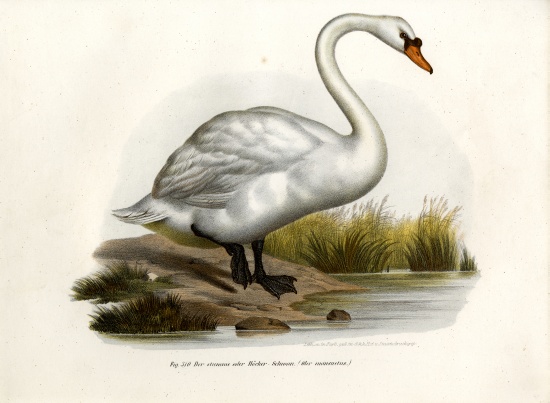 Mute Swan van German School, (19th century)