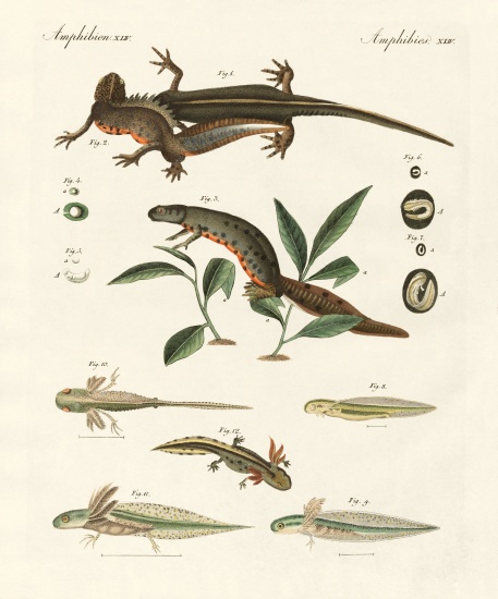 Natural history of sea salamander van German School, (19th century)