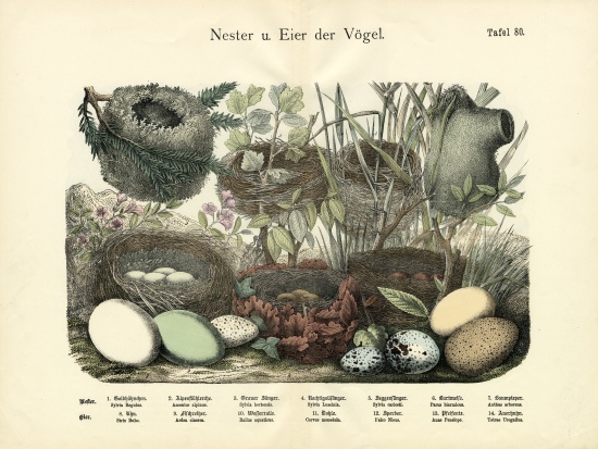 Nests and Eggs, c.1860 van German School, (19th century)