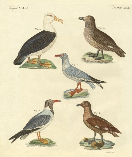 New birds van German School, (19th century)
