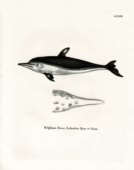 New Zealand Dolphin van German School, (19th century)
