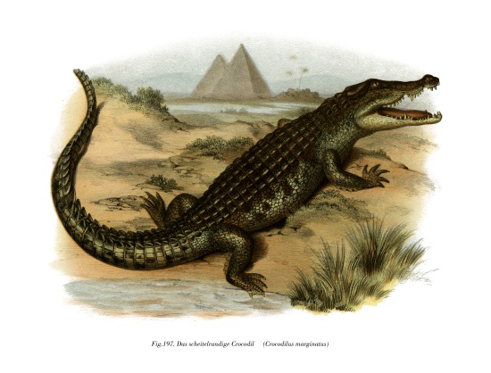 Nile Crocodile van German School, (19th century)