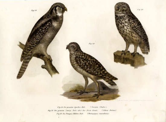 Northern Hawk Owl van German School, (19th century)