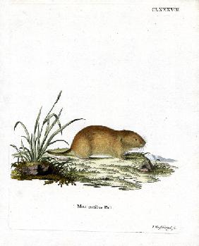 Northern Red-Backed Vole