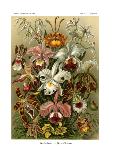Orchideae van German School, (19th century)