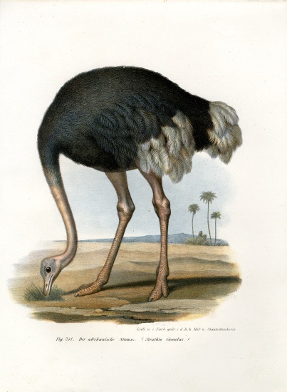 Ostrich van German School, (19th century)