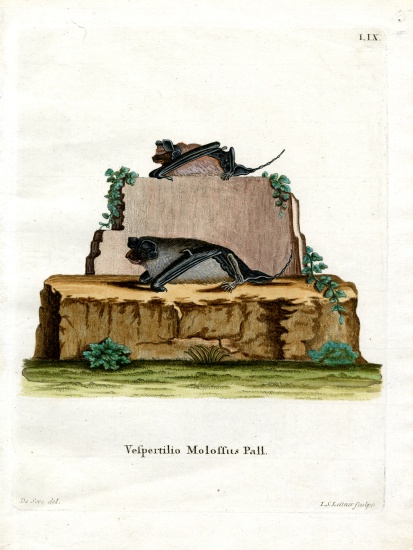 Pallas's Mastiff Bat van German School, (19th century)
