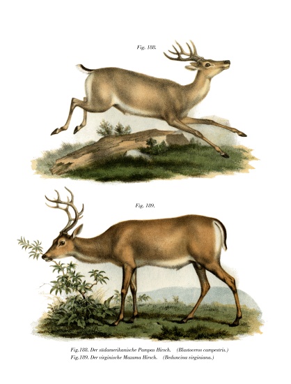 Pampas Deer van German School, (19th century)