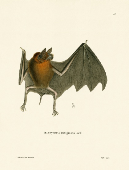 Parnell's Mustached Bat van German School, (19th century)