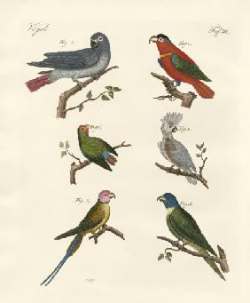 Parrots of the old world