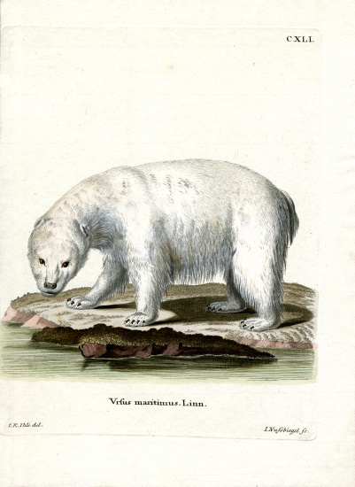Polar Bear van German School, (19th century)