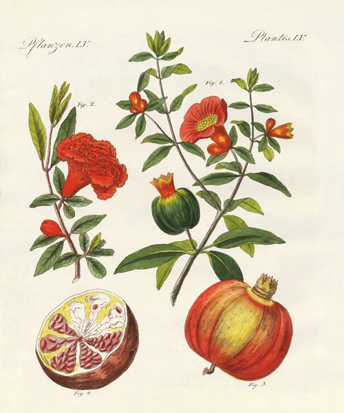 The pomegranate van German School, (19th century)