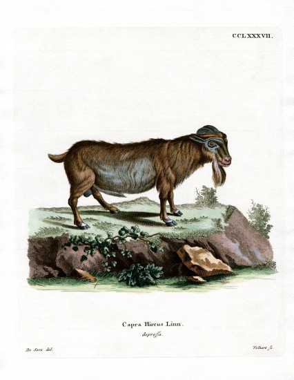 Pygmy Goat van German School, (19th century)