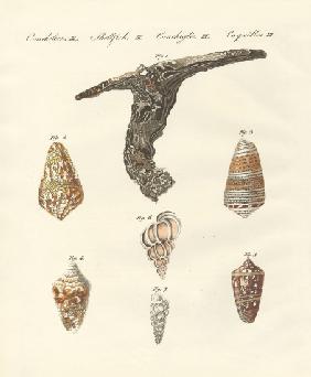Rare shells
