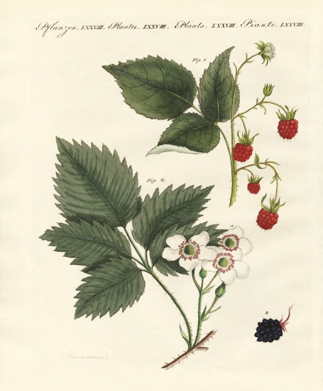 Raspberries and blackberries van German School, (19th century)