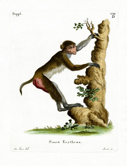 Rhesus Macaque van German School, (19th century)