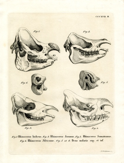 Rhino Skulls van German School, (19th century)